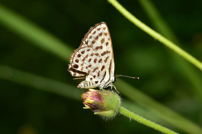 Close-up of butterfly pollinating flower