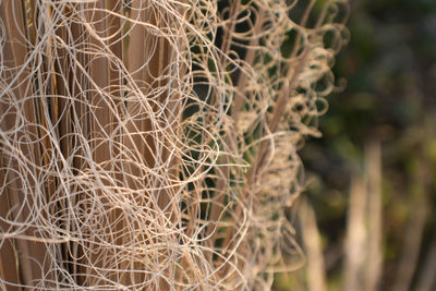 Close-up of tree branch