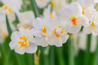 Close-up of white flowering plants on field