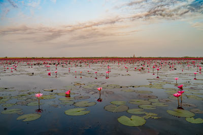 Pink water lily in lake against sky during sunset