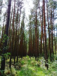 Trees growing in forest