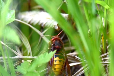 Close-up of hornet on plant