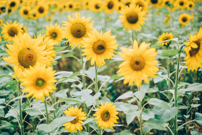 Close-up of yellow flowers on field