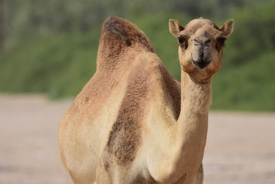 Camel on desert