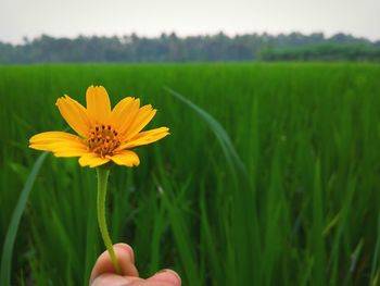 Close-up of hand holding flower blooming on field