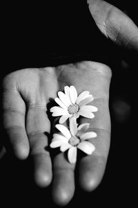 Close-up of hand holding flower