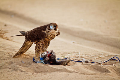 Falcon with prey on sand