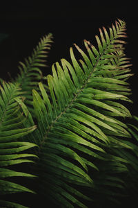 Close-up of green leaves