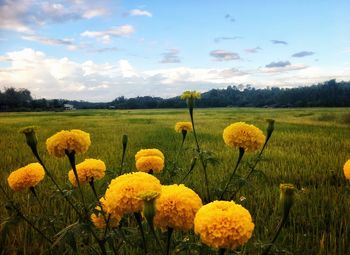 Yellow flowering plants on field against sky