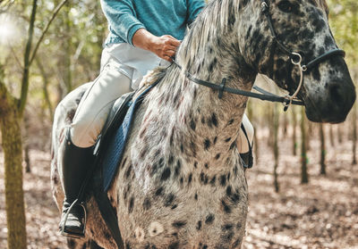 Low section of man riding horse in forest