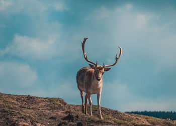 Deer standing on field against sky