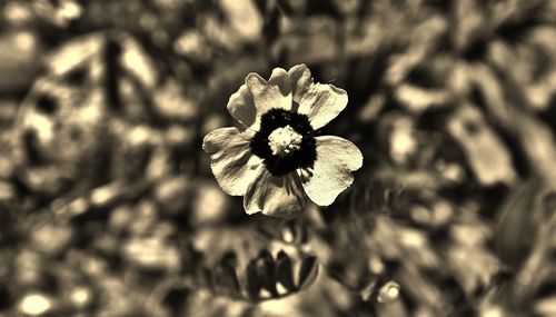 Close-up of flowers blooming outdoors