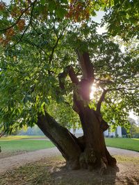 Sunlight streaming through tree in park