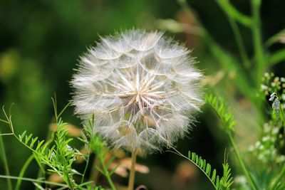 Close-up of dandelion flower