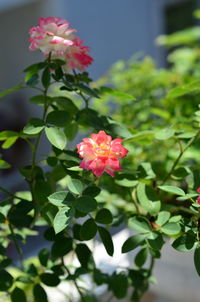 Close-up of pink flowering plant