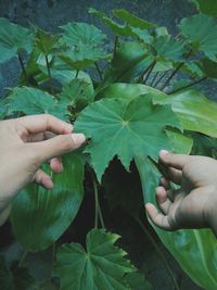 Close-up of hand holding plant