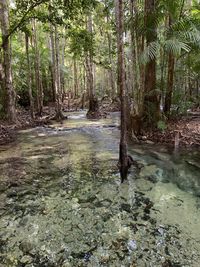 Stream flowing in forest