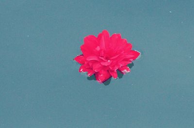 Close-up of pink flowers over white background