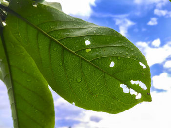 Close-up of raindrops on leaves