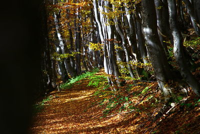 Trees in forest