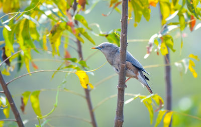 Bird perching on a branch