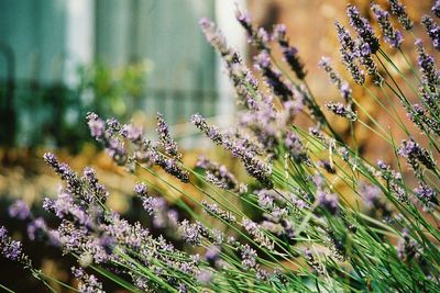 Close-up of flowers against blurred background