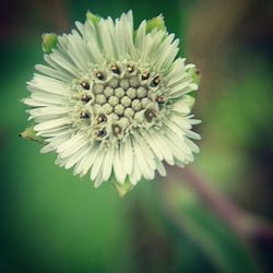 Close-up of flowers