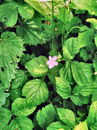 High angle view of flowering plant leaves