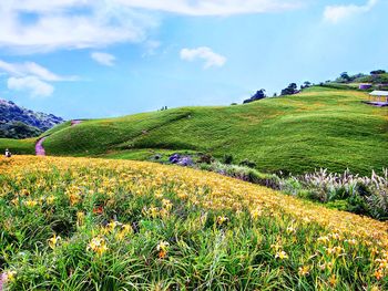 Scenic view of grassy field against sky