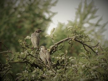 Close-up of bird perching on tree