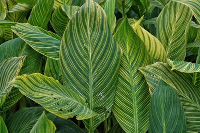 Close-up of green leaves