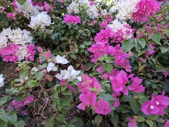 Pink flowers blooming outdoors