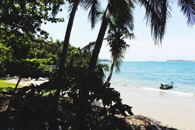 Trees on beach against sky