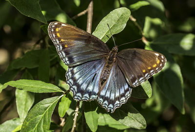 Close-up of butterfly on leaves