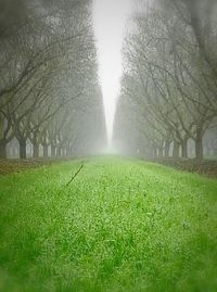 Trees on grassy field