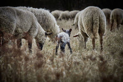 Sheep grazing on field