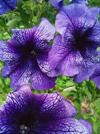 Close-up of fresh purple iris
