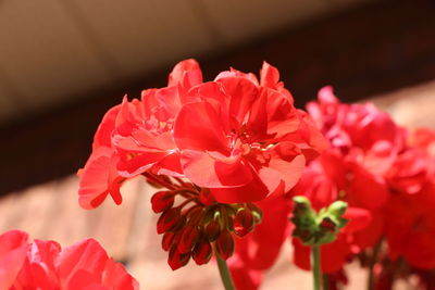 Close-up of pink flower