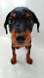 Close-up portrait of wet dog