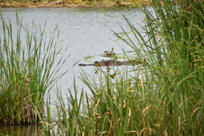 Bird swimming in lake