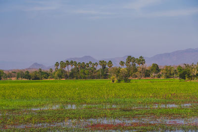 Scenic view of field against sky