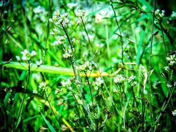 Close-up of plant growing in field