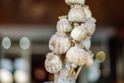 Close-up of shells