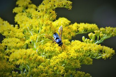 Close-up of bee pollinating on flower