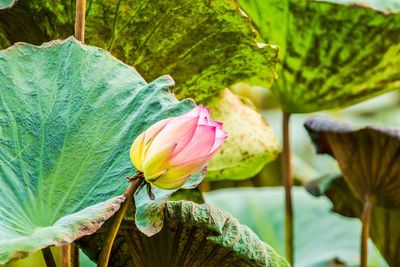 Close-up of pink lotus water lily