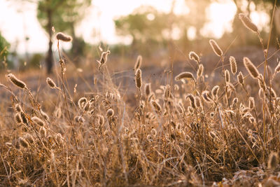 Close-up of dried plants on field during sunset