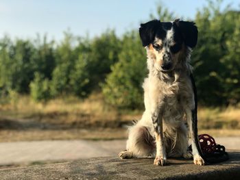 Portrait of dog sitting on field