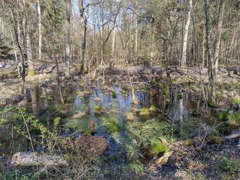 Plants in forest