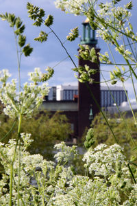 Plants and trees against sky