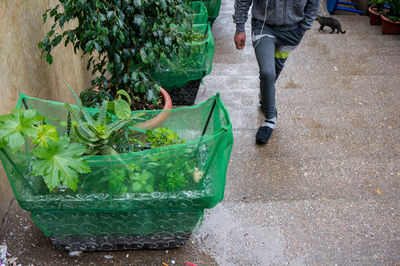 Low section of man by potted plants